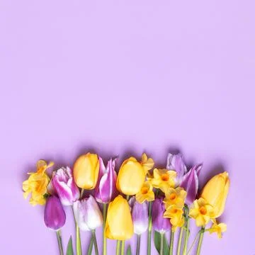 Spring flowers on purple background Stock Photos
