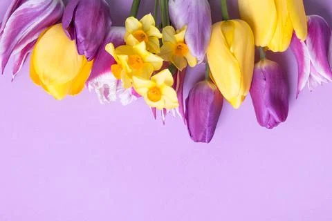 Spring flowers on purple background Stock Photos