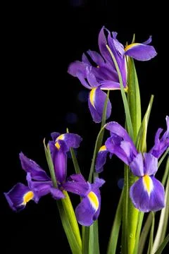 Spring flowers purple iris on a black background Stock Photos