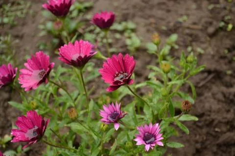 Spring flowers in the rain Stock Photos
