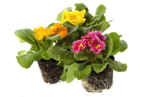 Spring flowers with root system Stock Photos