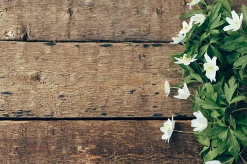 Spring flowers on rustic wooden background, flat lay. Wood anemone flowers .. Stock Photos