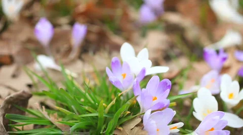 Spring Flowers saffron 01 Видео 659505