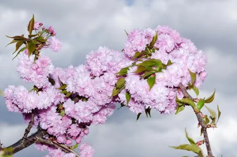 Spring Flowers Sakura Stock Photos