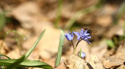 Spring flowers Scilla  and bee Stock-Footage 48614508