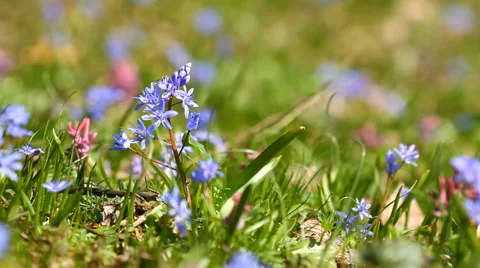 Spring flowers Scilla bifolia Stock Footage 49007647