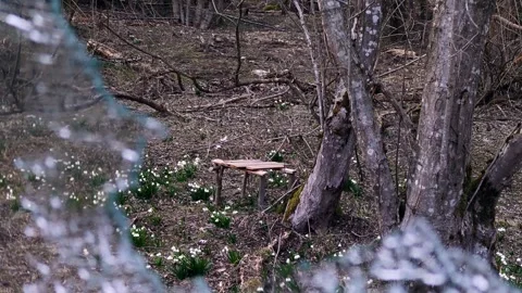 Spring Flowers Seen Through Shattered and Broken Vehicle Window Video stock 335098857