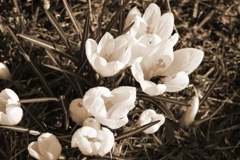 Spring flowers. Sepia effect. Concept: postcard, printed products, wallpaper Stock Photos