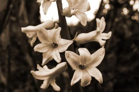 Spring flowers. Sepia effect. Concept: postcard, printed products, wallpaper Stock Photos
