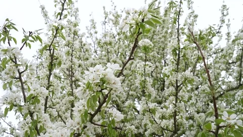Spring flowers series, macro of the pear blossom in early spring Stock Footage 279208947