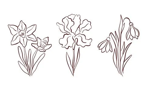 Spring flowers set of daffodil, iris and snowdrop in line art style. Perfect for Stock Illustration