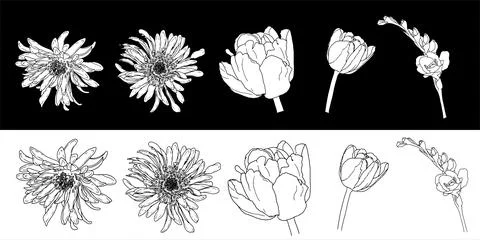 Spring flowers set. Hand drawn spring flowers line art. Isolated on white Stock Illustration