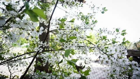 Spring flowers shaking on wind Stock Footage 99952207