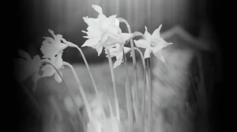 Spring flowers shot through a plastic lens black white Stock Footage 36488213