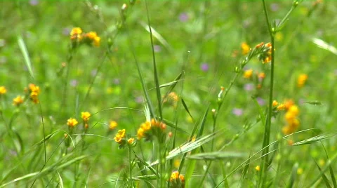 Spring Flowers in the Sierra Foothills Stock Footage