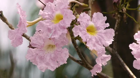 Spring Flowers Slow Motion  Stock Footage 1954354
