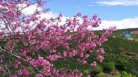 Spring flowers in the small town with cherry blossoms Stock Footage 140967489