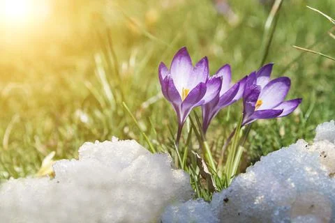 Spring flowers in the snow. Stock Photos