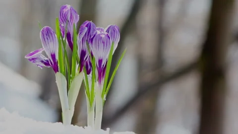 Spring flowers snowdrops and crocuses in the park, video set. Stock Footage 149780070