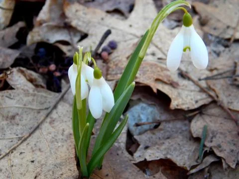 Spring flowers of snowdrops close-up Stock Photos