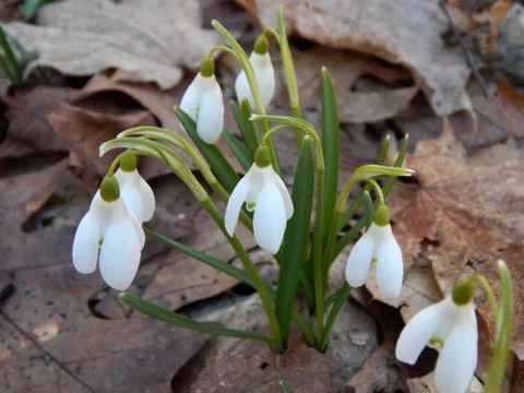 Spring flowers of snowdrops close-up Stock Photos