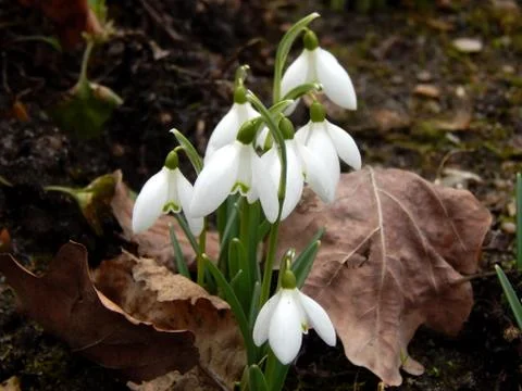 Spring flowers of snowdrops close up Stock Photos