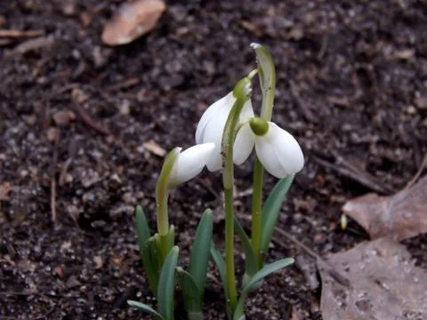 Spring flowers of snowdrops close up Stock Photos