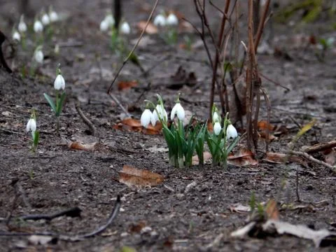 Spring flowers of snowdrops close up Stock Photos