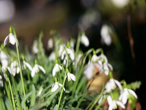 Spring flowers snowdrops crocuses Stock Footage 73649818