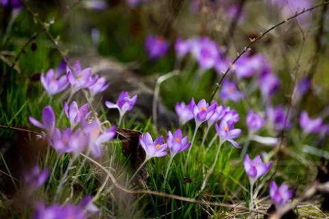 Spring flowers snowdrops crocuses Stock Photos