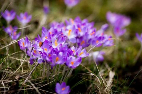 Spring flowers snowdrops crocuses Foto stock