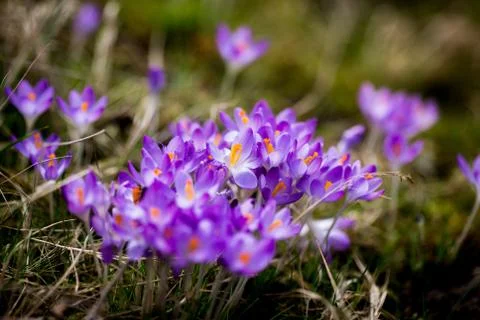 Spring flowers snowdrops crocuses Stock Photos