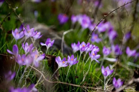 Spring flowers snowdrops crocuses Stock Photos