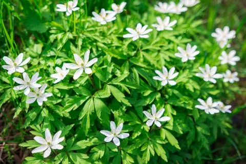 Spring flowers snowdrops Foto stock