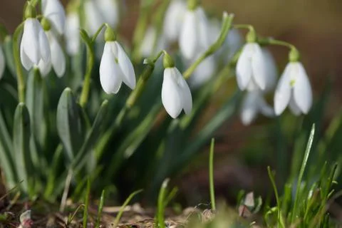 Spring flowers snowdrops Stock Photos