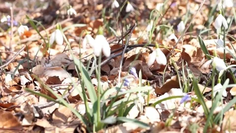 Spring flowers snowdrops sway in the wind in the sunlight, white galanthus Stock Footage 179498113