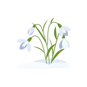 Spring flowers. Snowdrops vector illustration. Stock-Illustration