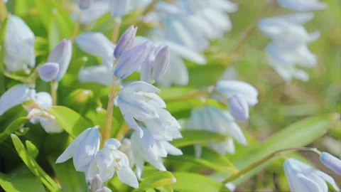 Spring flowers on soft blur background outdoors Stock Footage 88158808