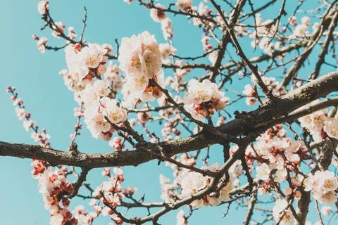 Spring flowers with soft focus on blooming apricot tree branch. Apricot tree in Stock Photos