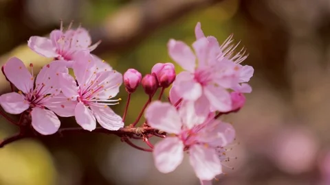 Spring flowers. Spring blooming tree. Stock Footage 107335129
