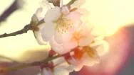 Spring Flowers. Spring Blossom Background Stock Footage