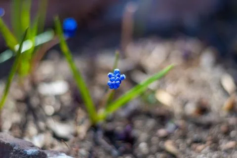 Spring flowers. Spring concept Foto stock
