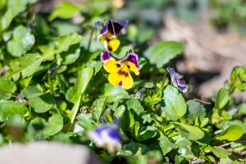 Spring flowers. Spring concept Stock Photos