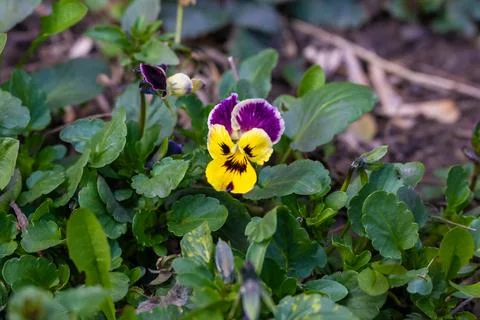 Spring flowers. Spring concept Foto stock