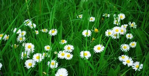 Spring flowers spring field with white flowers and green grass Copyright: ... Stock-Fotos