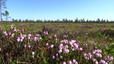 Spring flowers in spring	 Stock Footage 278688350