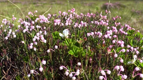 Spring flowers in spring		 Stock Footage 278688401