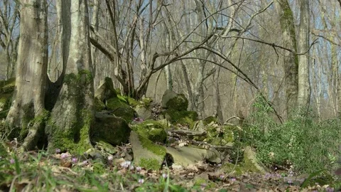 Spring flowers in a spring forest Stock Footage 73981452