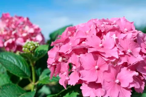 Spring flowers in spring garden Stock Photos
