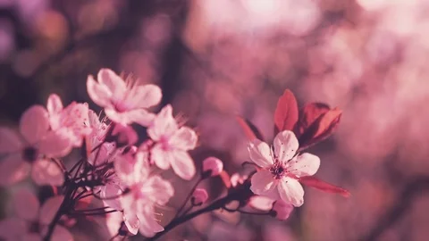 Spring flowers. Springtime. Spring blooming tree. Stock Footage 107336903